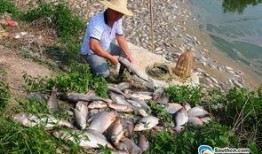 廖先生最新爆料,揭秘娱乐圈最新内幕