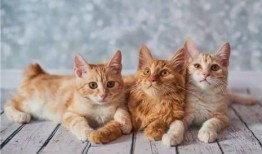 猫咪爆料合集视频下载大全,萌宠瞬间，欢乐下载大全