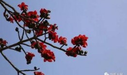 深圳木棉花爆料案件最新,揭开娱乐圈潜规则黑幕