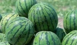 瓜农今日吃瓜网红黑料,今日吃瓜事件引发热议