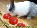 娱乐吃瓜小兔子小说,小兔子吃瓜记