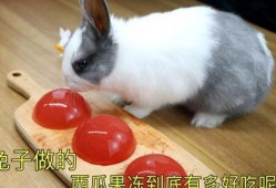 娱乐吃瓜小兔子小说,小兔子吃瓜记