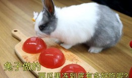 娱乐吃瓜小兔子小说,小兔子吃瓜记