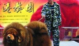 藏獒先生爆料视频大全最新,揭秘视频大全背后的惊人真相