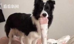 网友爆料边牧犬的视频,聪明边牧犬的日常生活瞬间