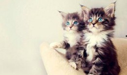 七彩猫吃瓜视频大全免费观看,免费观看视频大全，笑料横生，欢乐无限