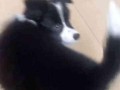 网友爆料边牧犬的视频,聪明边牧犬的日常生活瞬间