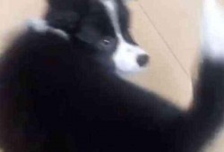 网友爆料边牧犬的视频,聪明边牧犬的日常生活瞬间