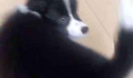 网友爆料边牧犬的视频,聪明边牧犬的日常生活瞬间