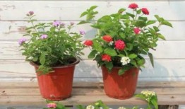 楠哥趣事爆料视频大全最新