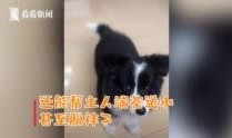 网友爆料边牧犬的视频,聪明边牧犬的日常生活瞬间