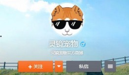 宠物爆料博主视频在线观看,视频背后的真实故事