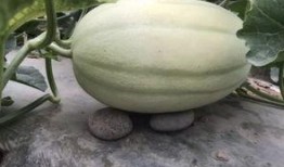 免费吃瓜入口怎么找不到,探寻网络神秘现象背后的真相