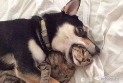 猫咪爆料合集视频下载大全,萌宠瞬间，欢乐下载大全