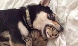 猫咪爆料合集视频下载大全,萌宠瞬间，欢乐下载大全