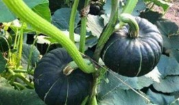 网红吃瓜金伊娜是谁,瓜界风云人物