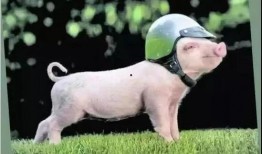 粉色的猪陈佩奇吃瓜免费,免费瓜果背后的故事