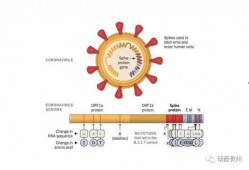 新冠病毒变异最新爆料