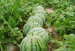 大瓜爆料视频绿瓜,大瓜爆料视频背后的真相与内幕