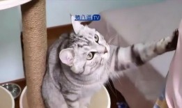 猫咪爆料合集视频下载大全,萌宠瞬间，欢乐下载大全