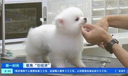 宠物爆料博主视频在线观看,视频背后的真实故事