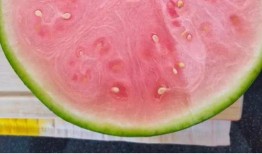 吃瓜网免费官网全球,全球热点一网打尽，畅享无界限的娱乐盛宴