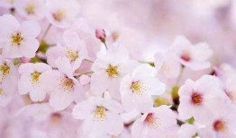 樱花爆料大神是谁呀视频