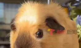 宠物爆料博主视频在线观看,视频背后的真实故事