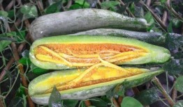 网红吃瓜渠道,幕后真相大曝光！