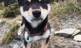 训犬师爆料糯米视频,糯米视频背后的惊人真相