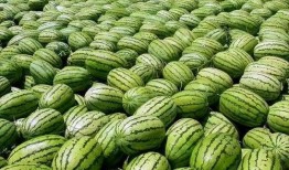 大瓜爆料视频绿瓜,大瓜爆料视频背后的真相与内幕