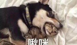 南京爆料二哈合伙人视频,萌宠日常笑料连连