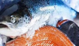 新闻爆料海鱼视频下载免费,畅享海洋生物精彩瞬间